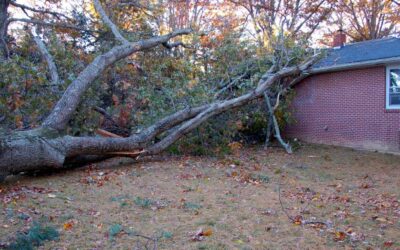 What Does Homeowners Insurance Cover If a Tree Falls on Your House?