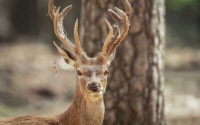 Does Car Insurance Cover Hitting a Deer? What West Virginia Drivers Should Know